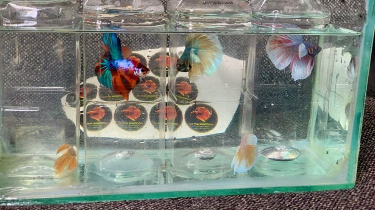 ปลากัด รูปที่ 6