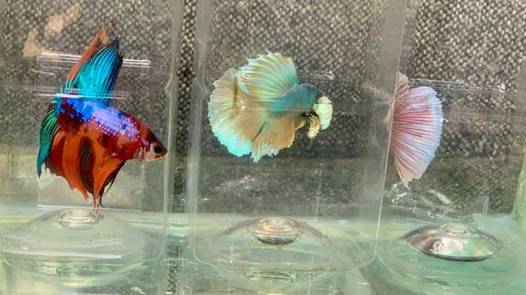 ปลากัด รูปที่ 4