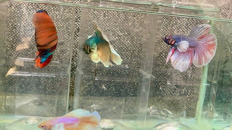 ปลากัด รูปที่ 3