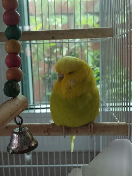 นก ค้อกคาเทล หงส์หยกอังกฤษ รูปที่ 9