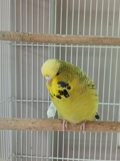 นก ค้อกคาเทล หงส์หยกอังกฤษ รูปที่ 8