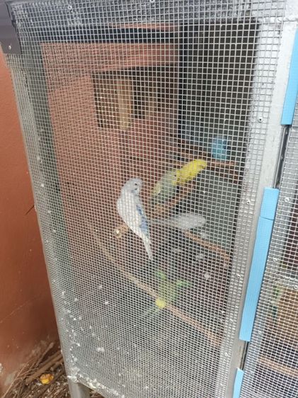 นก ค้อกคาเทล หงส์หยกอังกฤษ รูปที่ 10