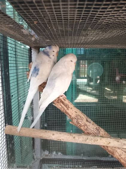 นก ค้อกคาเทล หงส์หยกอังกฤษ รูปที่ 2