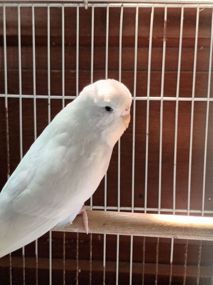 นก ค้อกคาเทล หงส์หยกอังกฤษ รูปที่ 15