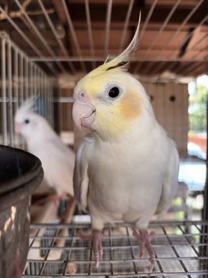 นก ค้อกคาเทล หงส์หยกอังกฤษ รูปที่ 11