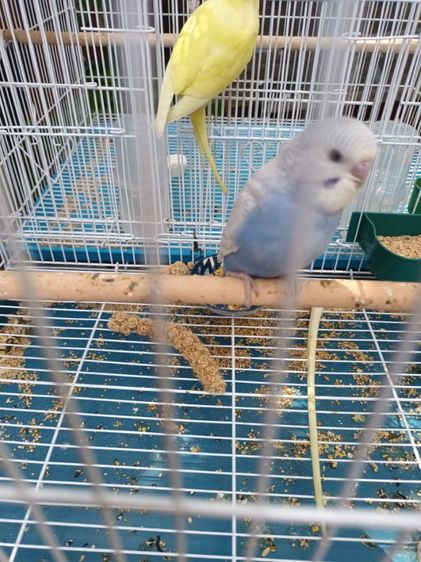 นก ค้อกคาเทล หงส์หยกอังกฤษ รูปที่ 13