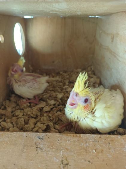 นก ค้อกคาเทล หงส์หยกอังกฤษ รูปที่ 6