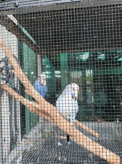 นก ค้อกคาเทล หงส์หยกอังกฤษ รูปที่ 4