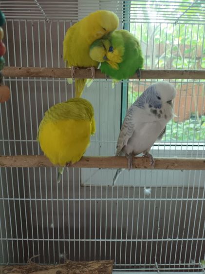 นก ค้อกคาเทล หงส์หยกอังกฤษ รูปที่ 7