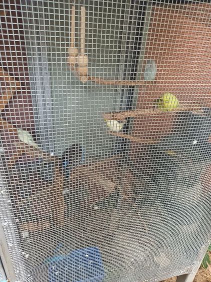 นก ค้อกคาเทล หงส์หยกอังกฤษ รูปที่ 12