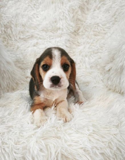 ลูกบีเกิ้ลผุ้2เมีย2 รูปที่ 7