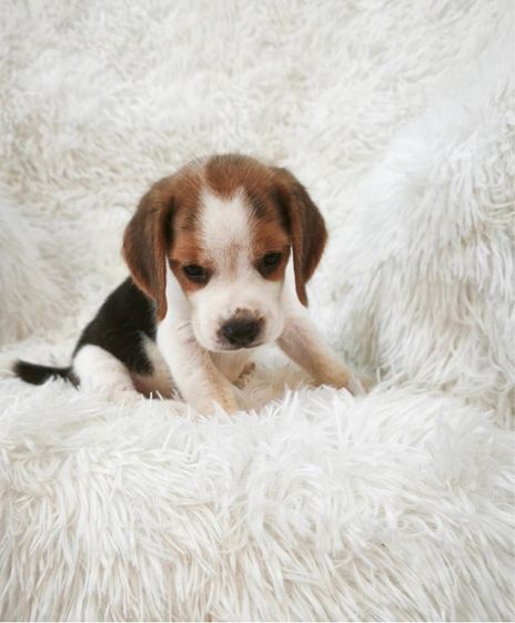 ลูกบีเกิ้ลผุ้2เมีย2 รูปที่ 5