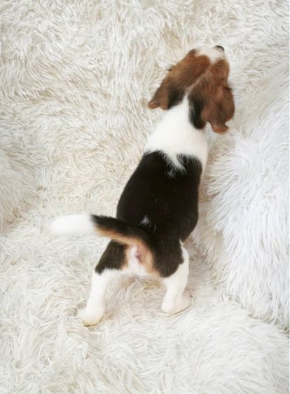 ลูกบีเกิ้ลผุ้2เมีย2 รูปที่ 6