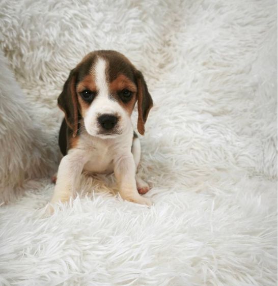 ลูกบีเกิ้ลผุ้2เมีย2