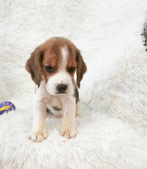 ลูกบีเกิ้ลผุ้2เมีย2 รูปที่ 3