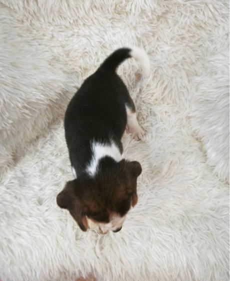 ลูกบีเกิ้ลผุ้2เมีย2 รูปที่ 8