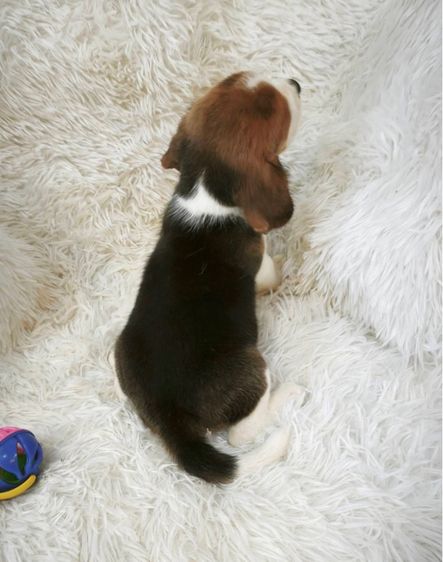 ลูกบีเกิ้ลผุ้2เมีย2 รูปที่ 4