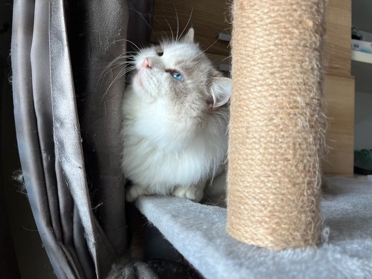 แมวแร็กดอล ดชล้วน กทมมาดูน้องๆได้ รูปที่ 6