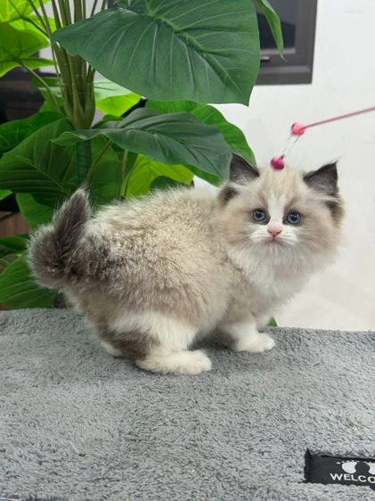 แมวแร็กดอล ดชล้วน กทมมาดูน้องๆได้ รูปที่ 4