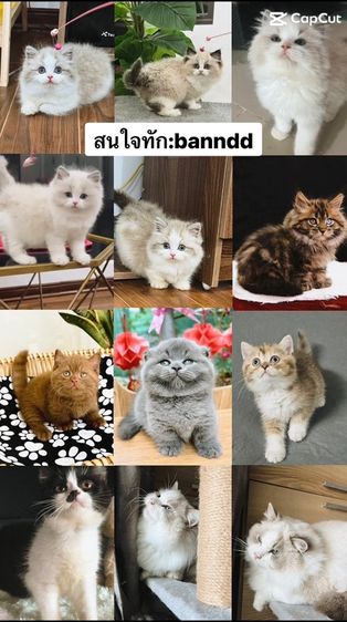 แมวแร็กดอล ดชล้วน กทมมาดูน้องๆได้