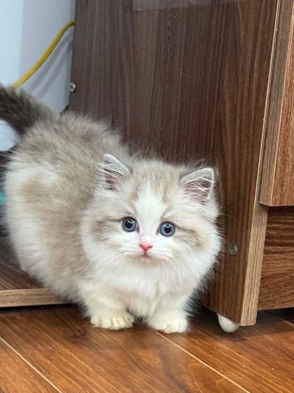 แมวแร็กดอล ดชล้วน กทมมาดูน้องๆได้ รูปที่ 3