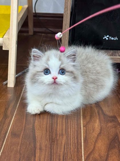 แมวแร็กดอล ดชล้วน กทมมาดูน้องๆได้ รูปที่ 2