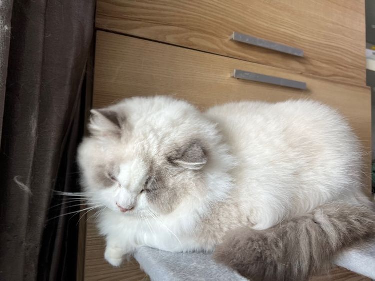 แมวแร็กดอล ดชล้วน กทมมาดูน้องๆได้ รูปที่ 7