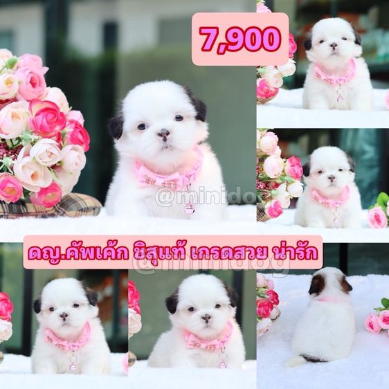 ชิสุแท้เกรดสวย รูปที่ 15