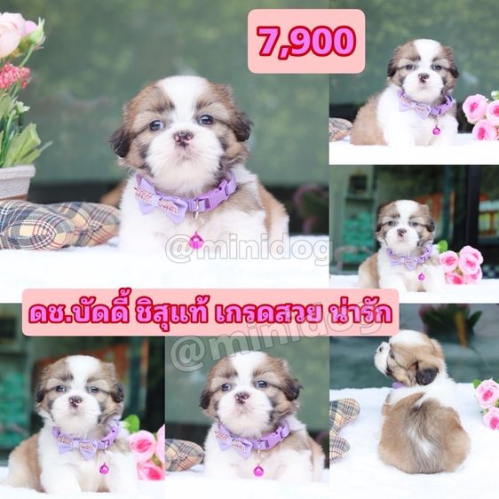 ชิสุแท้เกรดสวย รูปที่ 8