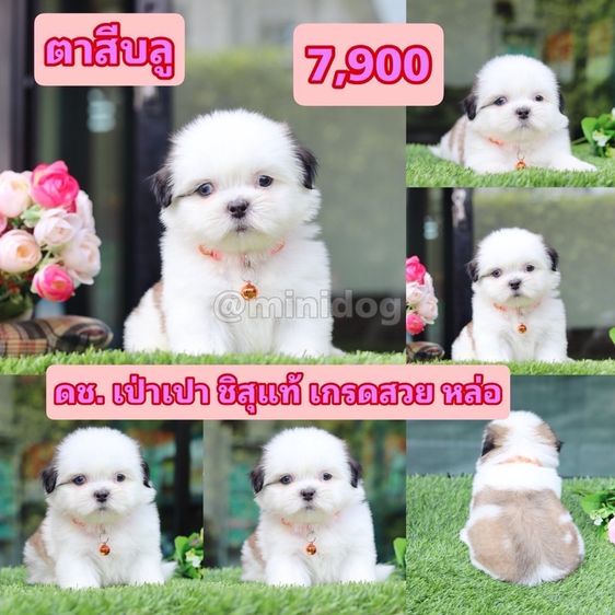 ชิสุแท้เกรดสวย รูปที่ 13