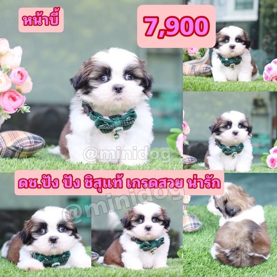 ชิสุแท้เกรดสวย รูปที่ 3