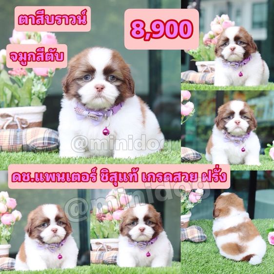 ชิสุแท้เกรดสวย รูปที่ 6