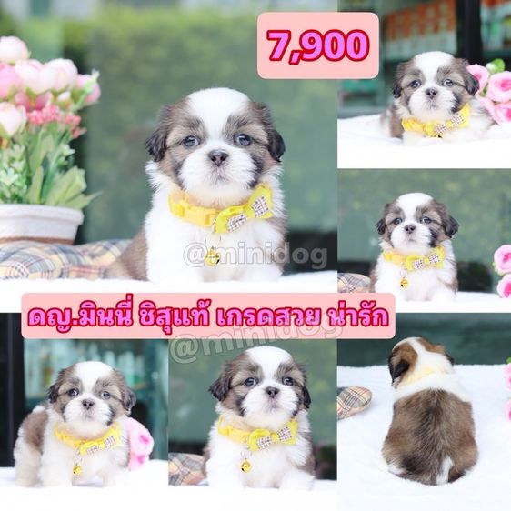 ชิสุแท้เกรดสวย รูปที่ 11