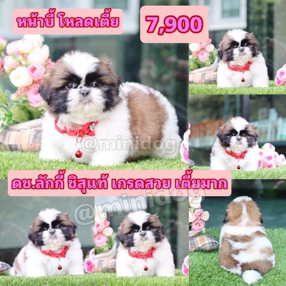 ชิสุแท้เกรดสวย รูปที่ 4