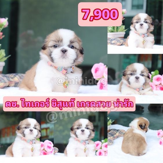 ชิสุแท้เกรดสวย รูปที่ 9