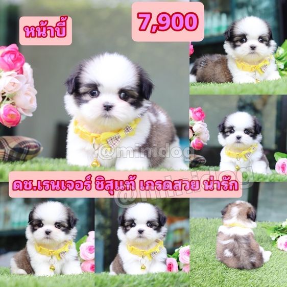 ชิสุแท้เกรดสวย รูปที่ 12