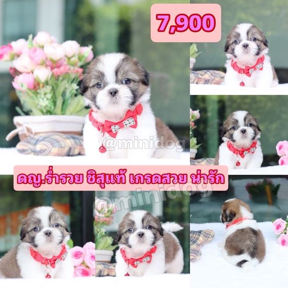 ชิสุแท้เกรดสวย รูปที่ 10