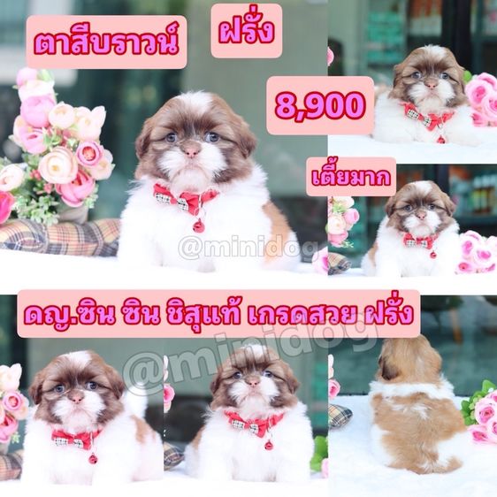 ชิสุแท้เกรดสวย รูปที่ 7