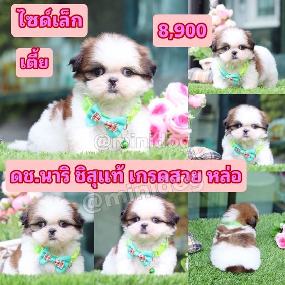 ชิสุแท้เกรดสวย รูปที่ 5