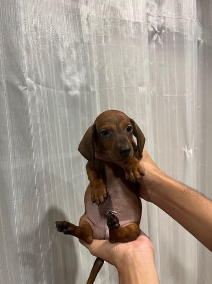 ดัชชุนStandard ขนสั้น รูปที่ 3