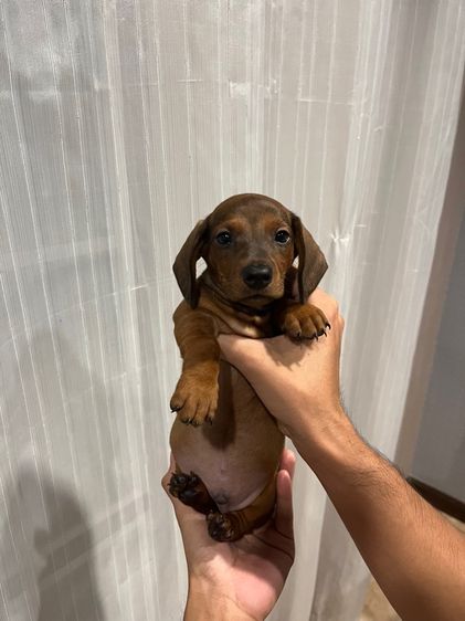 ดัชชุนStandard ขนสั้น รูปที่ 4