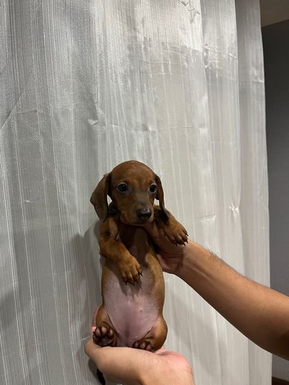 ดัชชุนStandard ขนสั้น รูปที่ 2