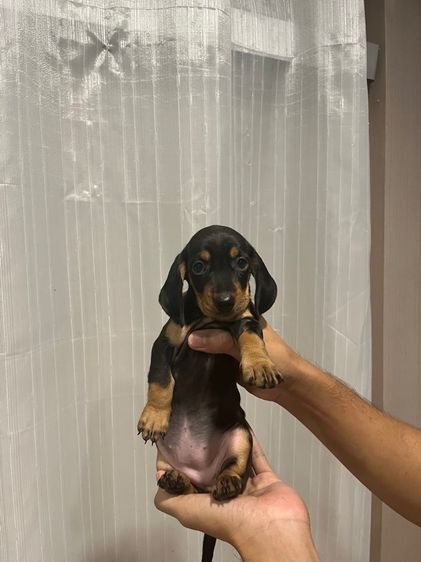 ดัชชุน (Dachshund) กลาง ดัชชุนStandard ขนสั้น