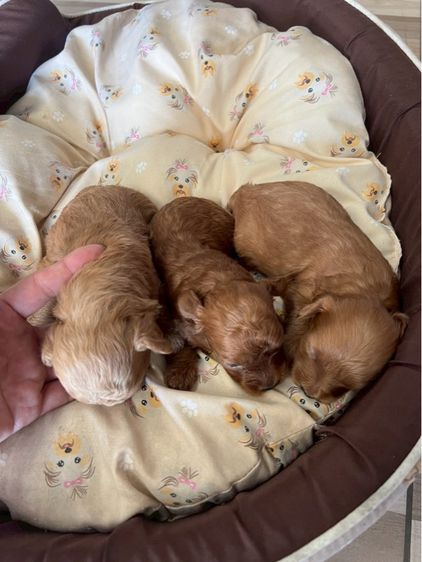 พุดเดิัลแท้ เพศผู้ สามหนุ่ม รูปที่ 6