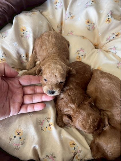 พุดเดิัลแท้ เพศผู้ สามหนุ่ม รูปที่ 2