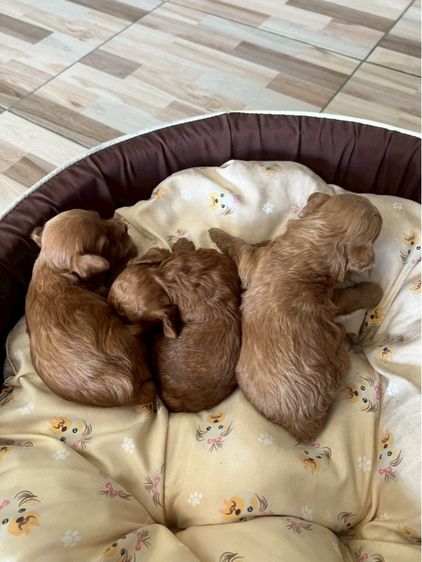 พุดเดิัลแท้ เพศผู้ สามหนุ่ม รูปที่ 4