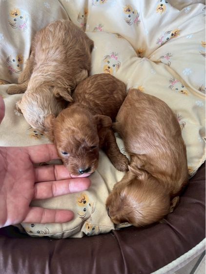 พุดเดิัลแท้ เพศผู้ สามหนุ่ม