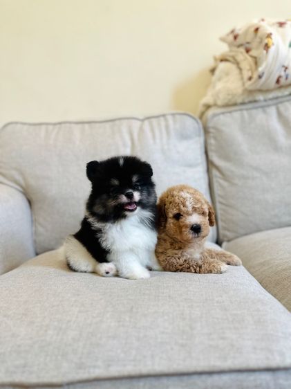 หนามดำกับหมอนทอง รูปที่ 10