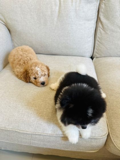 หนามดำกับหมอนทอง รูปที่ 8