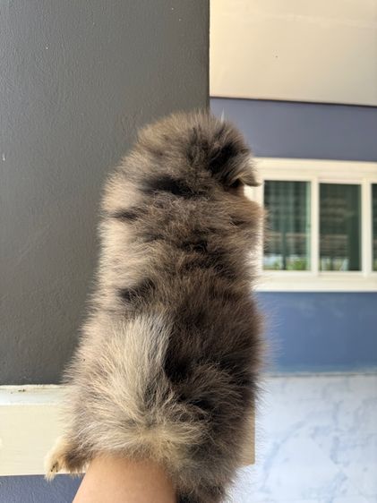 ปอมเมอเรเนียน รูปที่ 2